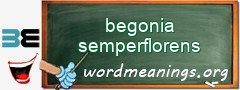 WordMeaning blackboard for begonia semperflorens